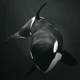 Черный кит (34 фото)