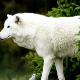 Полярный волк (38 фото)