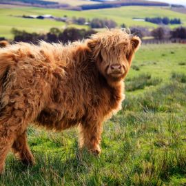 Шотландская корова (28 фото)