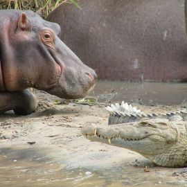 Крокодилы бегемоты (33 фото)