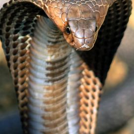 Очковая кобра (40 фото)