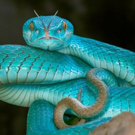 Голубая змея (32 фото)