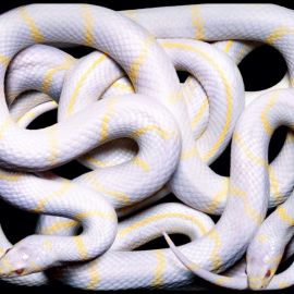 Змея альбинос (32 фото)