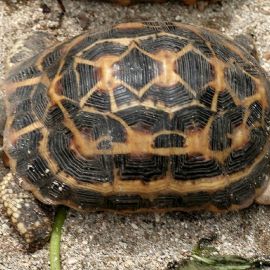 Лучистая черепаха (36 фото)