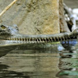 Гавиал крокодил (17 фото)