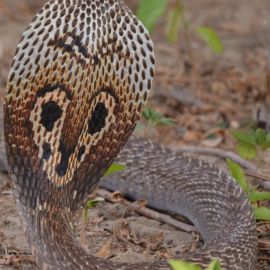 Индийская кобра (35 фото)