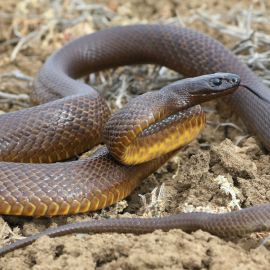 Тайпан маккоя змея (35 фото)