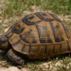 Черепаха никольского (31 фото)