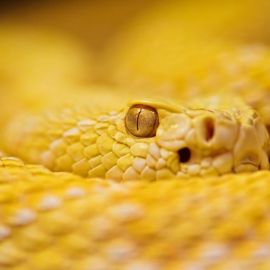 Желтая змея (38 фото)