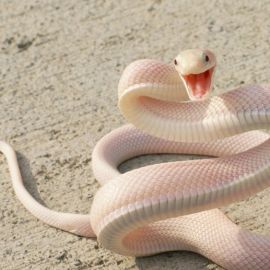 Белая змея (36 фото)