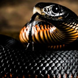 Мамба змея (37 фото)