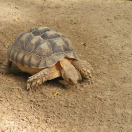 Шпороносная черепаха (34 фото)