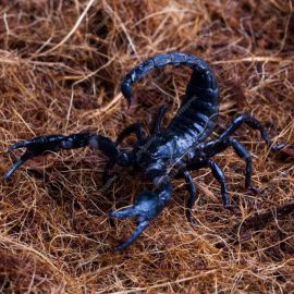 Крымский скорпион (33 фото)