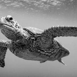 Черная черепаха (33 фото)