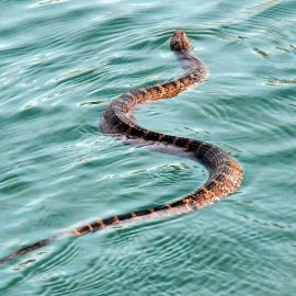 Змея белчера (26 фото)