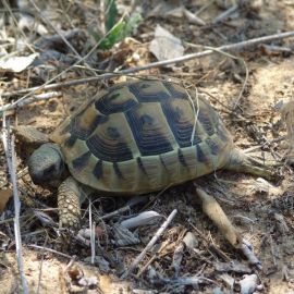 Балканская черепаха (32 фото)