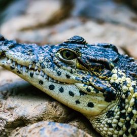 Синий крокодил (23 фото)