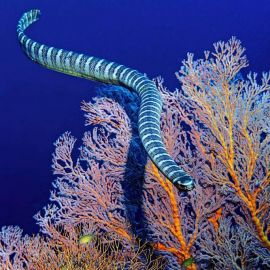 Морские змеи в черном море (30 фото)