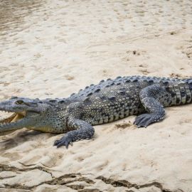 Серый крокодил (23 фото)