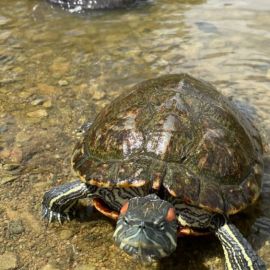 Каспийская черепаха (33 фото)