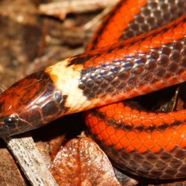Оранжевая змея (23 фото)