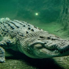 Болотный крокодил (26 фото)