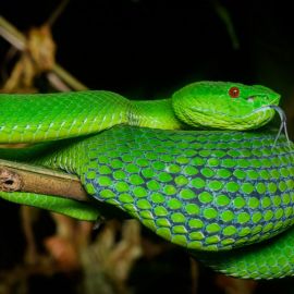 Змея рептилия (29 фото)