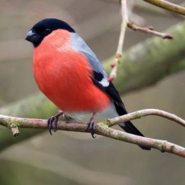 Птица с красным брюшком (29 фото)
