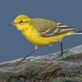 Птица с желтым пузом (23 фото)