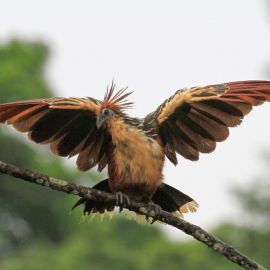 Гоацин птица (36 фото)