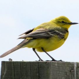 Птица с желтым брюхом (32 фото)
