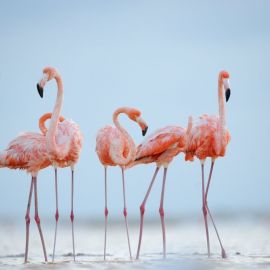 Фламинго птица (39 фото)