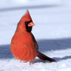 Птица с красным хохолком (30 фото)