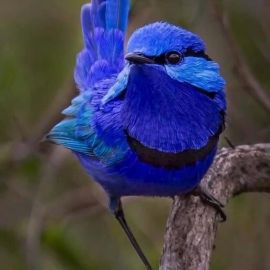 Обыкновенная синяя птица (34 фото)