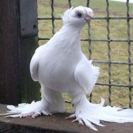 Турман голубь (35 фото)