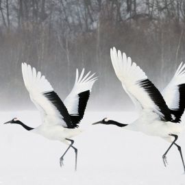 Птицы якутии (36 фото)