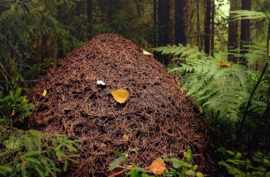 Муравейник в лесу (122 фото)