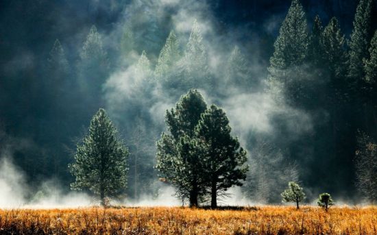 Лес в тумане (90 фото)