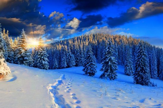 Красивый зимний лес (91 фото)
