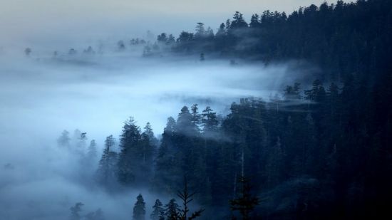 Туманный лес (71 фото)