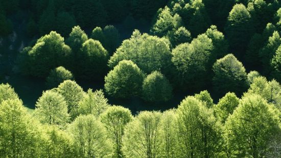 Лиственные деревья (48 фото)