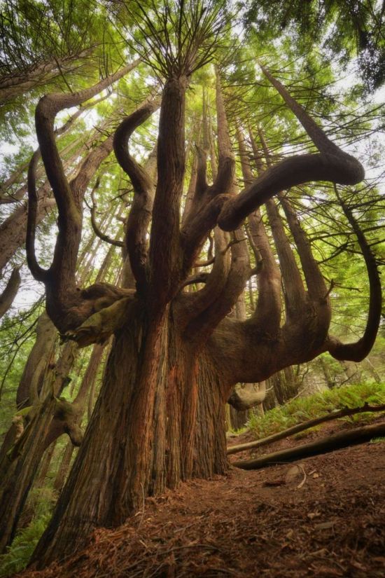 Эбеновое дерево (88 фото)