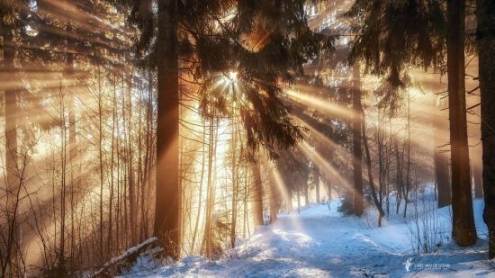 Зима лес солнце (76 фото)