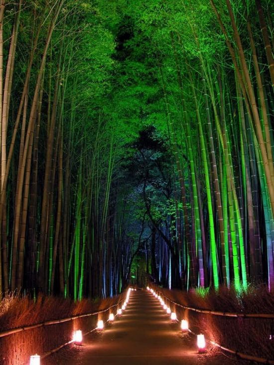 Красивые леса мира (60 фото)