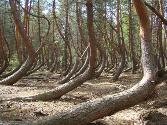 Пьяный лес в Рязанской области (62 фото)