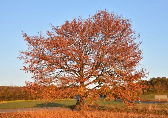 Орех пекан дерево (57 фото)