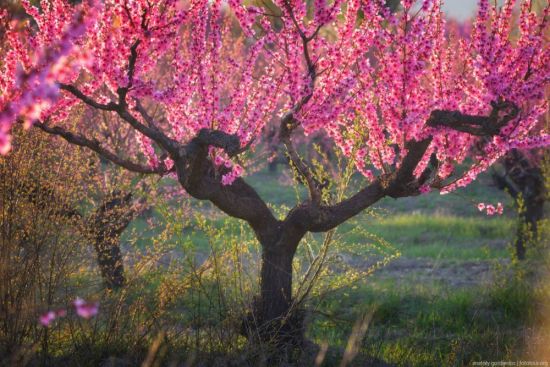 Персиковое дерево в цвету (91 фото)