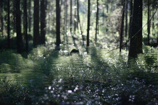 Лес под дождем (95 фото)
