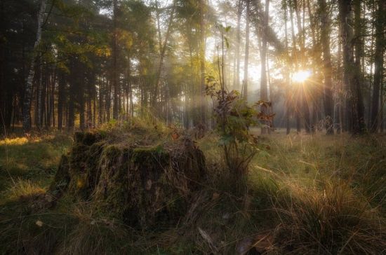 Утро в Сосновом лесу (96 фото)