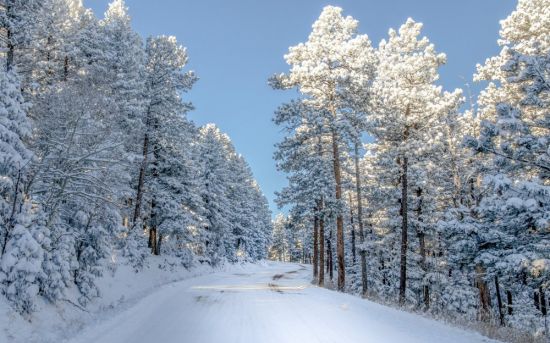 Снежная зима в лесу (96 фото)